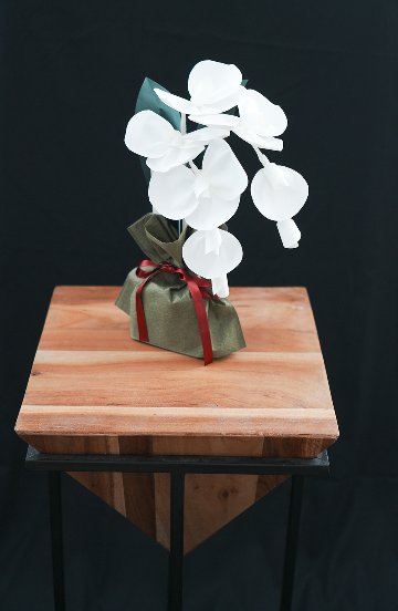 SuperFlower 胡蝶蘭　万博迎賓館モデル（1万円タイプ）の画像