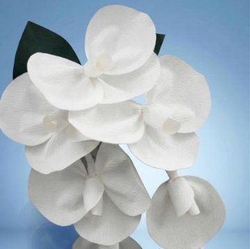 SuperFlower 胡蝶蘭　万博迎賓館モデル（1万円タイプ）の画像