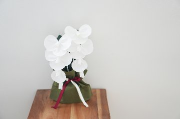 SuperFlower 胡蝶蘭　万博迎賓館モデル（1万円タイプ）の画像