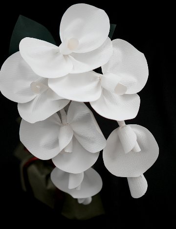 SuperFlower 胡蝶蘭　万博迎賓館モデル（1万円タイプ）の画像