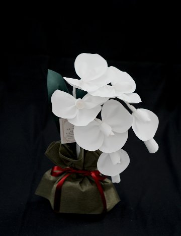 SuperFlower 胡蝶蘭　万博迎賓館モデル（1万円タイプ）の画像