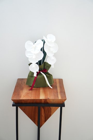 SuperFlower 胡蝶蘭　万博迎賓館モデル（1万円タイプ）の画像