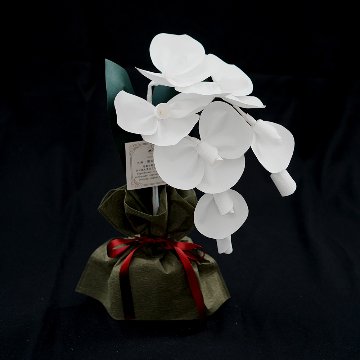 SuperFlower 胡蝶蘭　万博迎賓館モデル（1万円タイプ）の画像