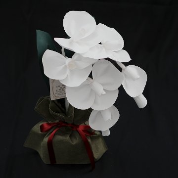 SuperFlower 胡蝶蘭　万博迎賓館モデル（1万円タイプ）の画像