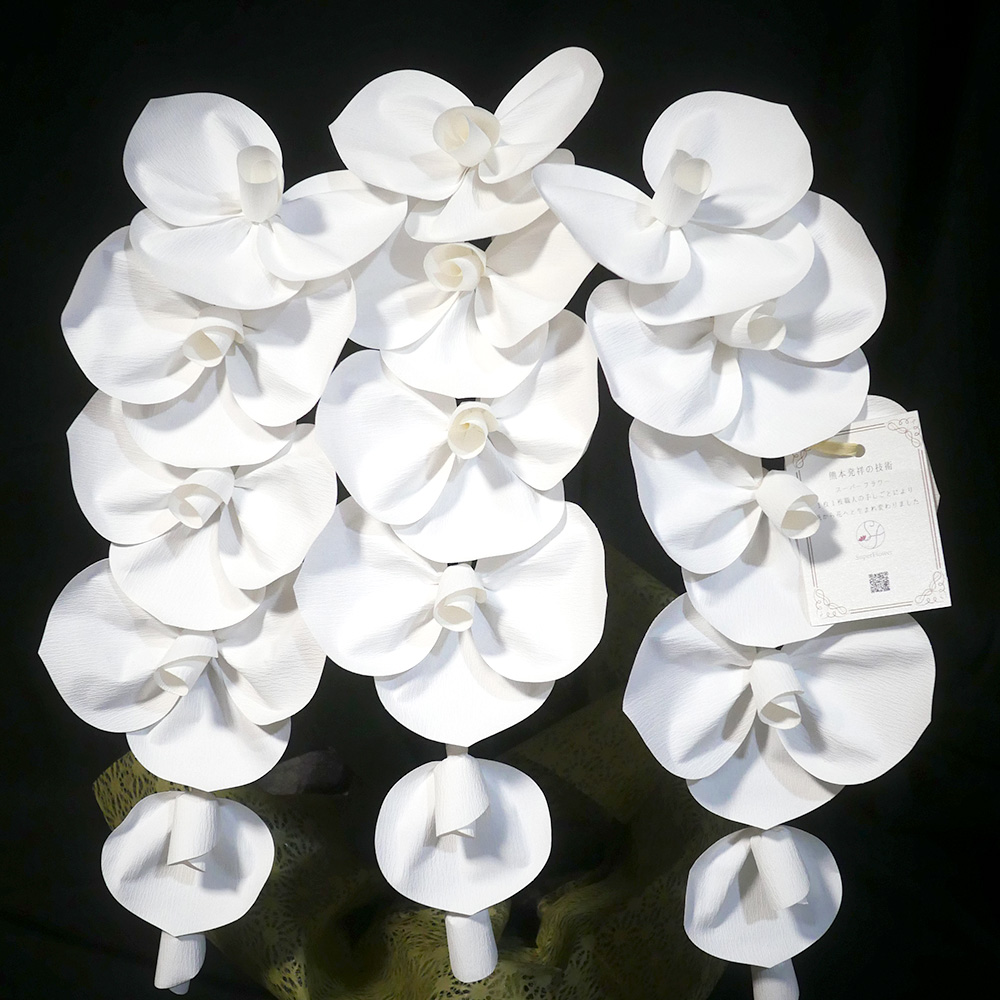 2026 SuperFlower 胡蝶蘭（2万円）の画像