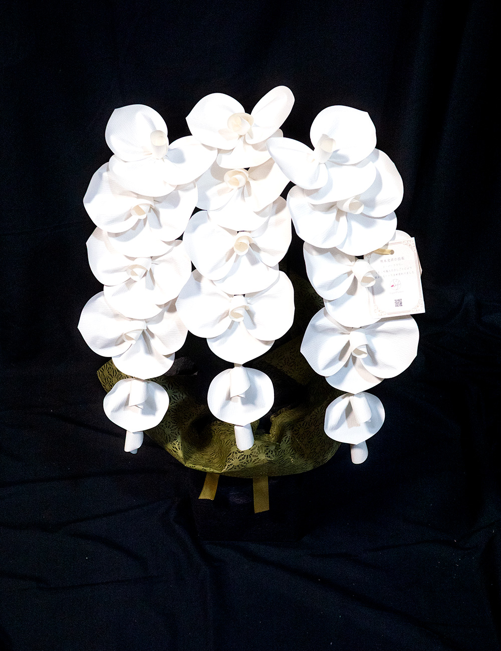 2026 SuperFlower 胡蝶蘭（2万円）の画像