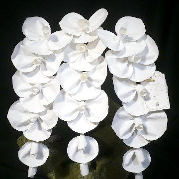 2026 SuperFlower 胡蝶蘭（2万円）の画像