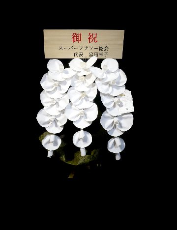 2026 SuperFlower 胡蝶蘭（2万円）の画像