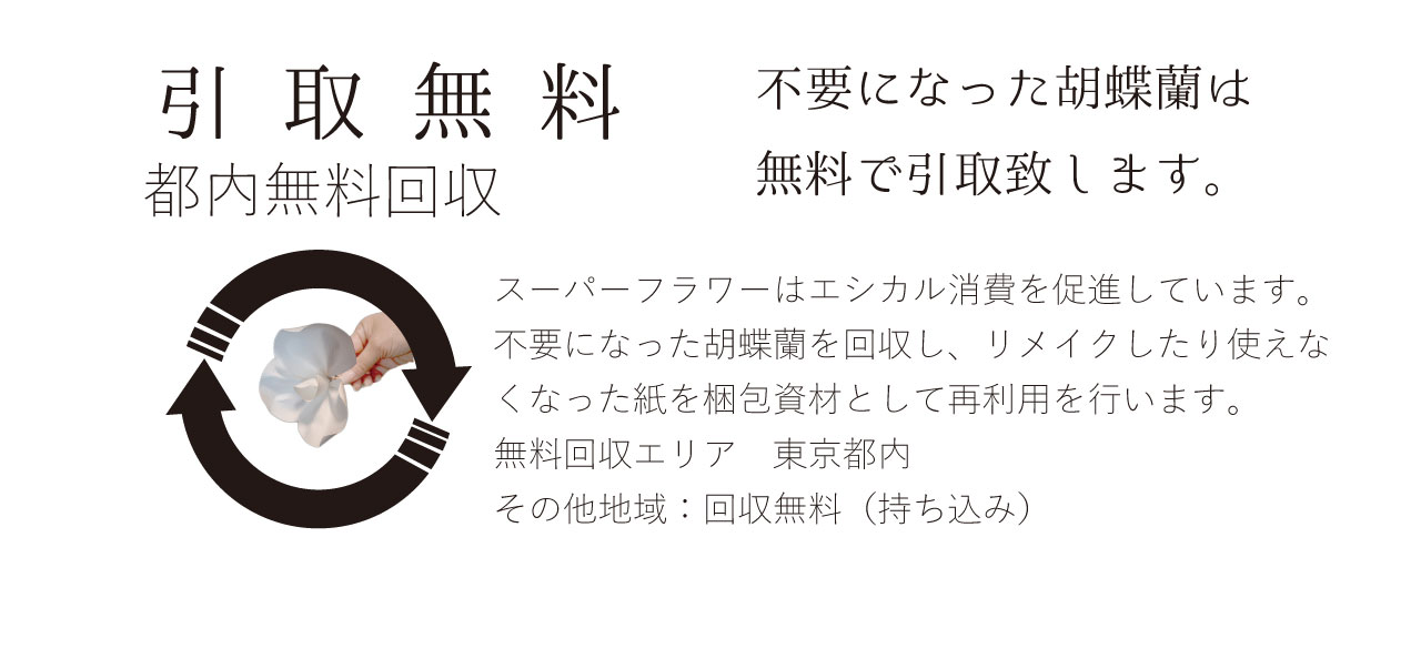 スーパーフラワー胡蝶蘭