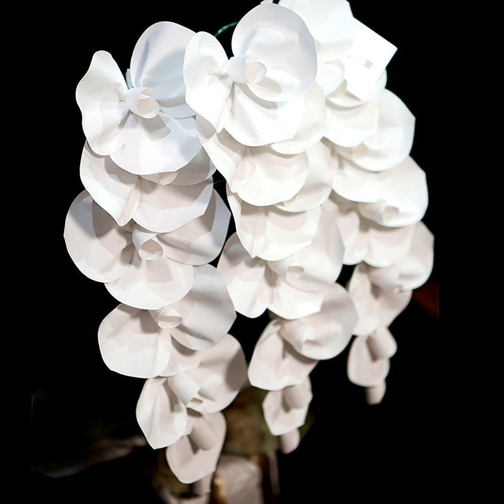 2026 SuperFlower 胡蝶蘭（3万円）の画像