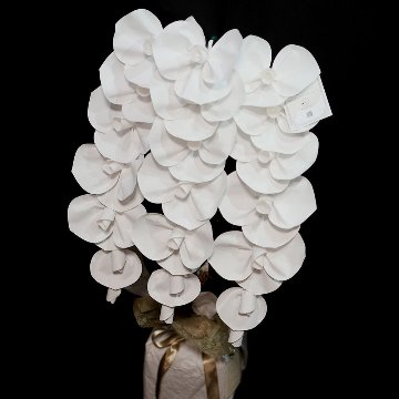 2026 SuperFlower 胡蝶蘭（3万円）の画像