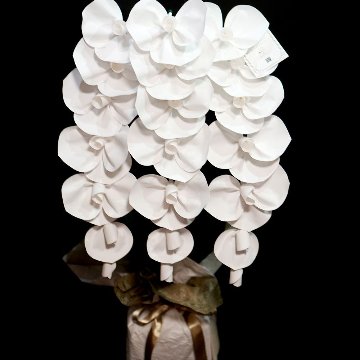 2026 SuperFlower 胡蝶蘭（3万円）の画像