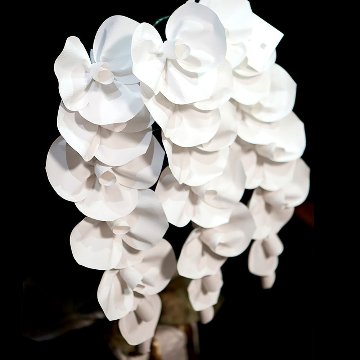 2026 SuperFlower 胡蝶蘭（3万円）の画像