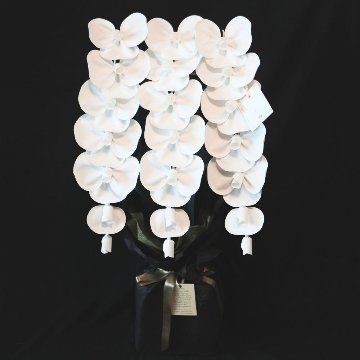 2026 SuperFlower 胡蝶蘭（3万円）の画像