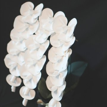 2026 SuperFlower 胡蝶蘭（3万円）の画像