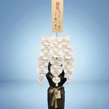 2026 SuperFlower 胡蝶蘭（3万円）の画像