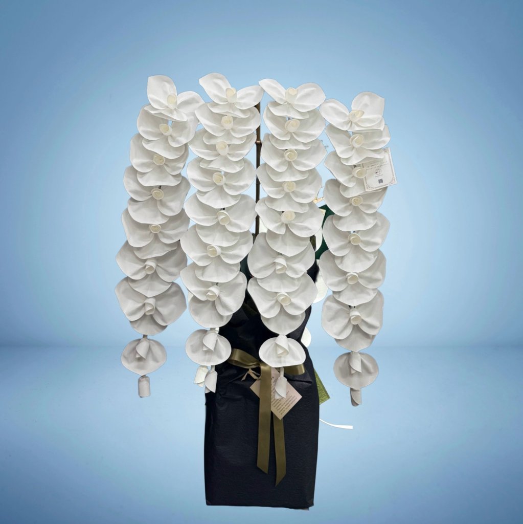 2026 SuperFlower 胡蝶蘭（5万円）の画像