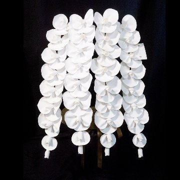 2026 SuperFlower 胡蝶蘭（5万円）の画像