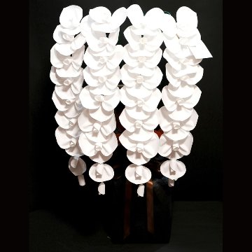 2026 SuperFlower 胡蝶蘭（5万円）の画像