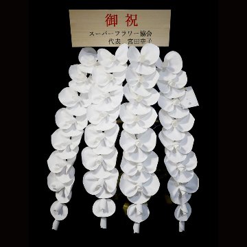 2026 SuperFlower 胡蝶蘭（5万円）の画像
