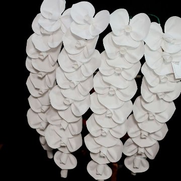 2026 SuperFlower 胡蝶蘭（5万円）の画像