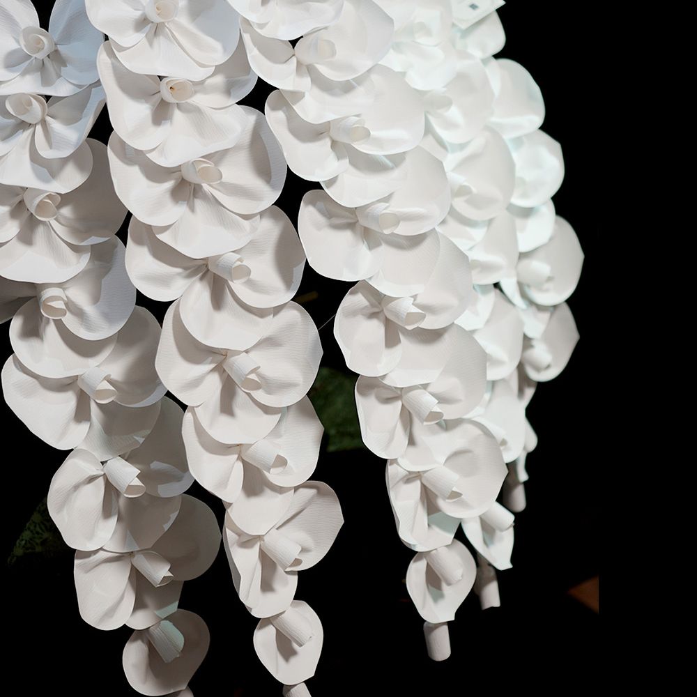 2026 SuperFlower 胡蝶蘭（7万円）の画像