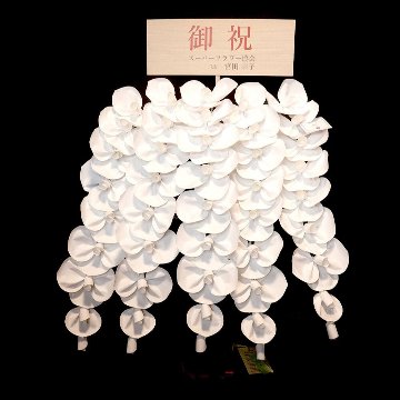 2026 SuperFlower 胡蝶蘭（7万円）の画像