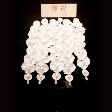 2026 SuperFlower 胡蝶蘭（7万円）の画像