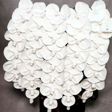 2026 SuperFlower 胡蝶蘭（7万円）の画像