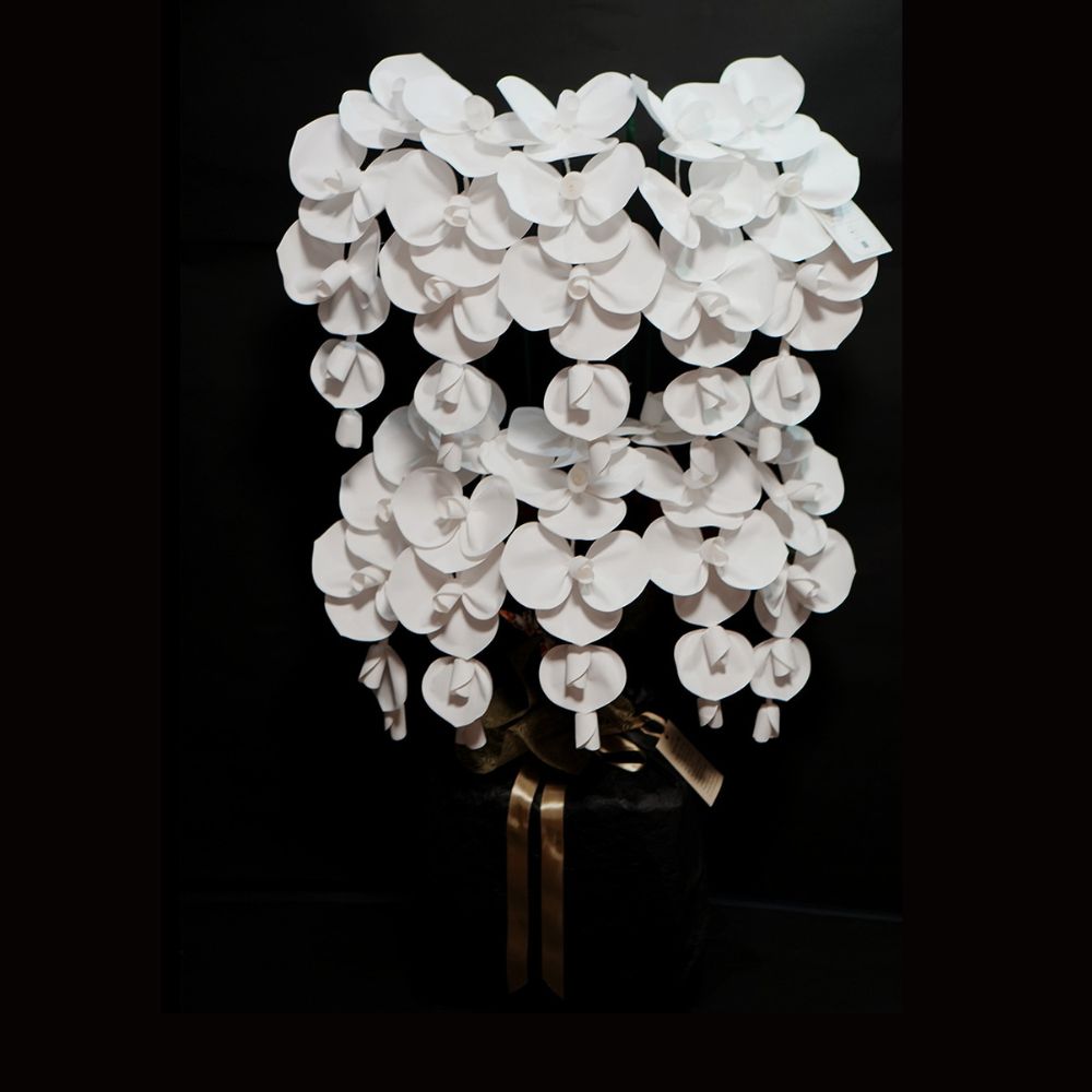 2026 SuperFlower 胡蝶蘭（10万円）の画像