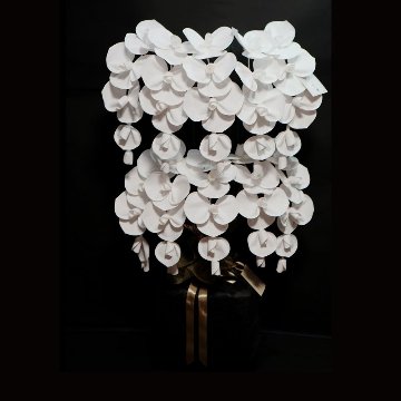 2026 SuperFlower 胡蝶蘭（10万円）の画像