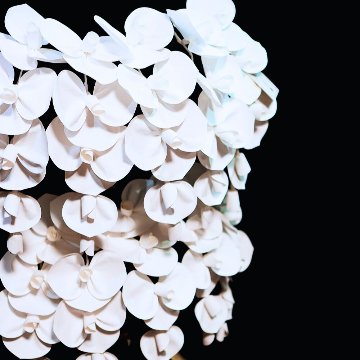 2026 SuperFlower 胡蝶蘭（10万円）の画像