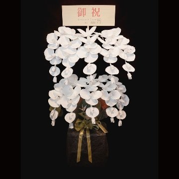 2026 SuperFlower 胡蝶蘭（10万円）の画像