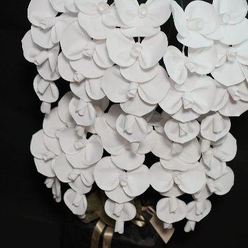 2026 SuperFlower 胡蝶蘭（10万円）の画像