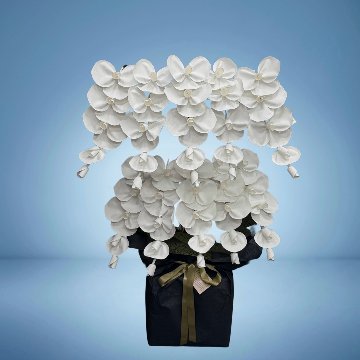 2026 SuperFlower 胡蝶蘭（10万円）の画像