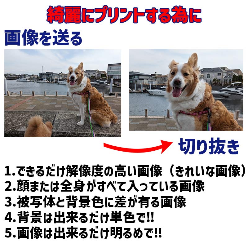 愛犬の名入れ＆写真プリント＆メッセージ うちの子Tシャツ BLOCKタイプ フロント中央プリント 半袖Tシャツの画像