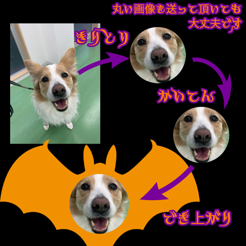 愛犬の名入れ＆写真プリント 【HALLOWEEN BATTY】ハロウィン　バット柄うちの子Tシャツ  5.6oz 半袖Tシャツの画像