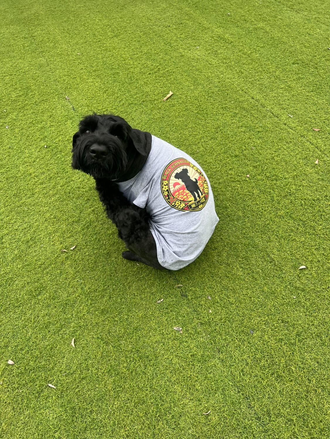 超大型犬用タンクトップ 犬服 セントバーナード、グレートピレニーズ、バーニーズマウンテン等 お好きなプリントをお入れしますの画像