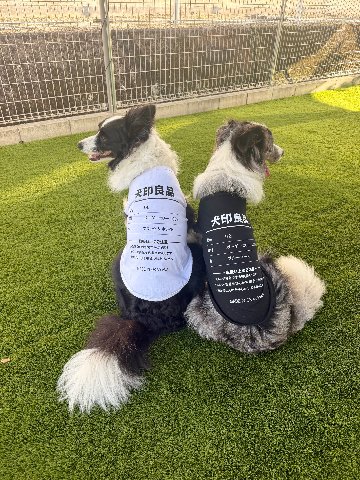 愛犬の名入れが出来る 犬印良品！品質表示風名入れ　犬用 小型犬～大型犬まで(25kg位) コットン/ポリエステルタンクトップ 　名前入り犬服 お好きな犬服やTシャツ等にプリント出来ますの画像