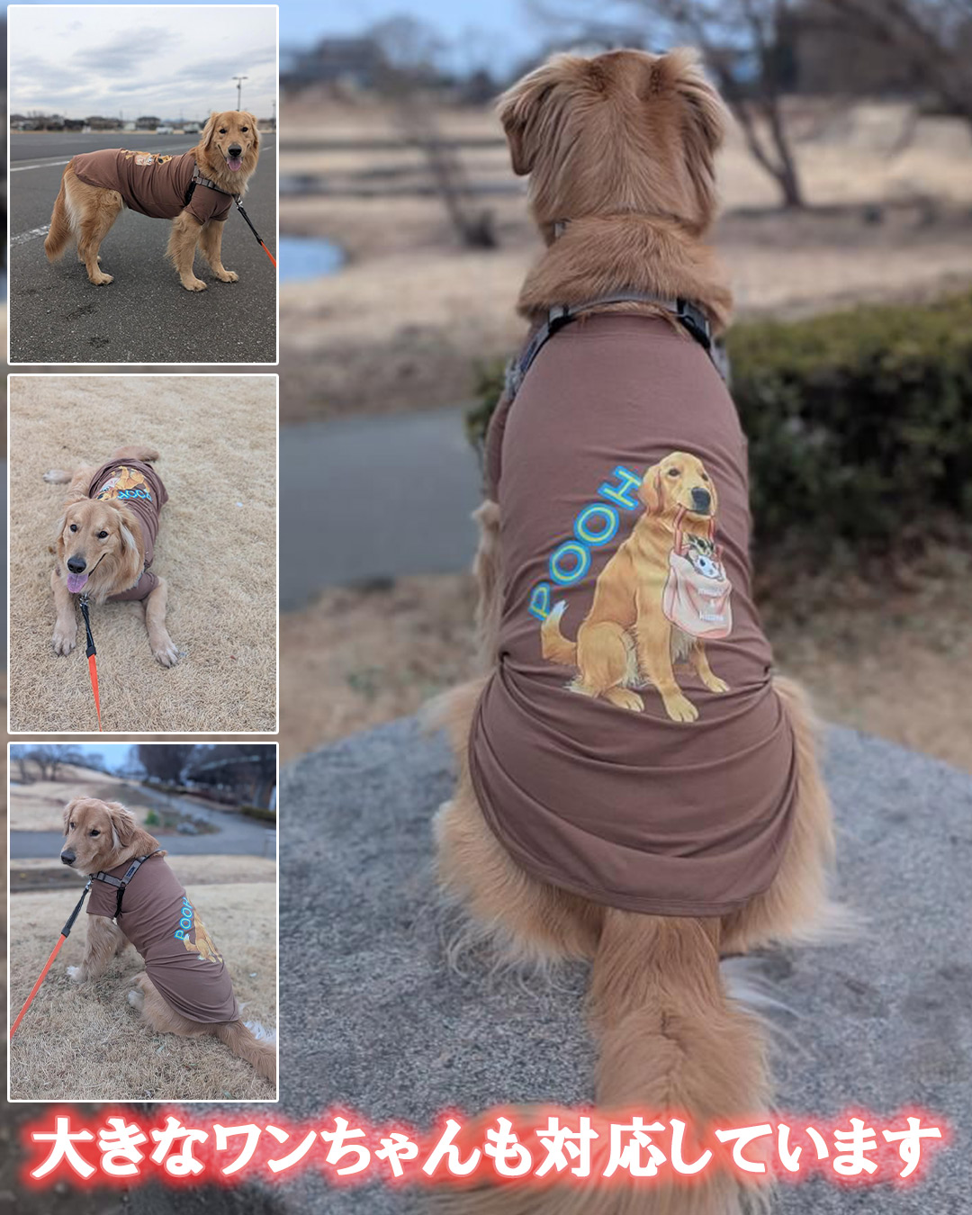犬用Ｔシャツ 犬服 コットン100％ S~4XL 10色展開 超小型犬、小型犬、中型犬、大型犬 お好きなプリントをお入れします　dog-te-6cの画像