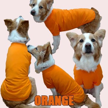 犬用Ｔシャツ 犬服 コットン100％ S~4XL 10色展開 超小型犬、小型犬、中型犬、大型犬 お好きなプリントをお入れします　dog-te-6cの画像