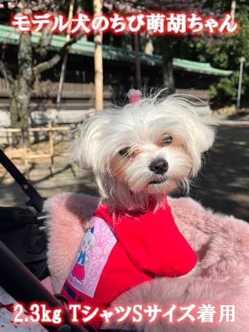 犬用Ｔシャツ 犬服 コットン100％ S~4XL 10色展開 超小型犬、小型犬、中型犬、大型犬 お好きなプリントをお入れします　dog-te-6cの画像