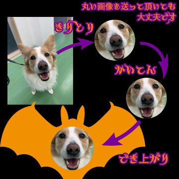 ハロウィン柄！愛犬の写真と名入れが出来ます　BATTY お好きな犬服やTシャツ等にプリント致しますの画像