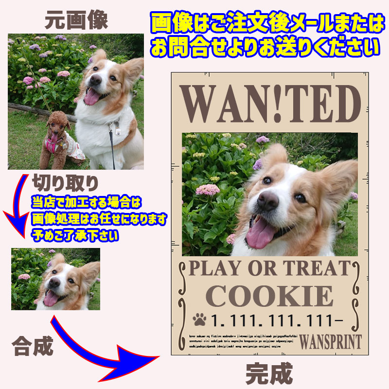 愛犬の名入れ＆写真プリント 【WAN!TED】うちの子Tシャツ パロディー柄 指名手配 WANTED  半袖Tシャツの画像